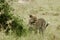 Amazing leopard in the nature habitat. Wildlife scene with dangerous beast. Hot weather in Africa