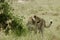 Amazing leopard in the nature habitat. Wildlife scene with dangerous beast. Hot weather in Africa