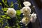 Amazing light going through gentle petals of white rosehip flowers. Branch with four flowers.