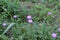 Amazing lilac flowers bloomed in the field. They have lilac petals and green leaves.