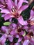 Amazing lilies fuchsia color