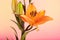 Amazing lily flower on a pink background