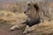 Amazing lion Kruger national Park