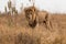 Amazing lion south africa