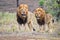 Amazing lions