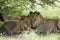 Amazing lions sitting and cuddling in the bush of Moremi Reserve