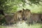 Amazing lions sitting and cuddling in the bush of Moremi Reserve