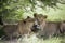 Amazing lions sitting and cuddling in the bush of Moremi Reserve