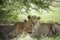 Amazing lions sitting and cuddling in the bush of Moremi Reserve