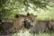 Amazing lions sitting and cuddling in the bush of Moremi Reserve