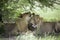 Amazing lions sitting and cuddling in the bush of Moremi Reserve