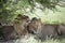 Amazing lions sitting and cuddling in the bush of Moremi Reserve