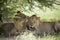 Amazing lions sitting and cuddling in the bush of Moremi Reserve