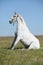 Amazing lipizzaner horse on pasturage