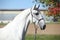 Amazing lipizzaner horse on pasturage