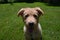 Really Amazing Little Red Duck Puppy Dog Sitting in Grass