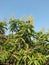 The amazing longan tree flower in the yard