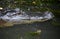 Amazing Look at an Alligator in the Shallow Bayou Waters