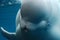 Amazing Look at a Beluga Whale Swimming Underwater