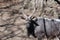 Amazing Look at a Male Nyala with Long Horns