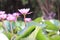 Amazing lotus flowers