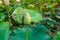 Amazing Lotus Fruit and Lotus Flower Kissing in a Quiet Tropical