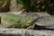 Amazing Lounging Green Horned Iguana In Aruba