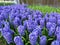 Amazing lovely blue lilac hyacinths field. Keukenhof Flower Park Holland