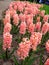 Amazing lovely pink hyacinths field. Keukenhof Flower Park Holland, spring