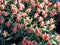 Amazing lovely pink red tulip field. Beautiful floral background