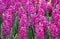 Amazing lovely purple lilac hyacinths field. Lovely floral background of spring hyacinths in lilac purple color