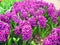 Amazing lovely purple violet lilac hyacinths field.