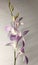 Amazing lovely white purple Orchids