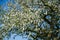 Amazing low angle shot of a beautiful tree branch with lots of new growing flowers on it