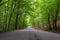 Amazing lush green forest in Soderasen national park, Scania southern Sweden. Woodland photography