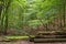 Amazing lush green forest in Soderasen national park, Scania southern Sweden. Woodland photography