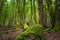 Amazing lush green forest in Soderasen national park, Scania southern Sweden. Woodland photography