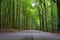 Amazing lush green forest in Soderasen national park, Scania southern Sweden. Woodland photography