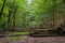 Amazing lush green forest in Soderasen national park, Scania southern Sweden. Woodland photography