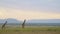 Amazing Maasai Mara landscape, giraffe walking across emtpy grassland savannah in Masai mara north c