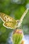 Amazing macro of a butterfly on a flower bud