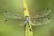 Amazing macro of dragonfly Micrathyria catenata ,Neotropical genus of dragonflies