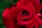 Amazing macro photography of red rose with dew drops on petals in the garden. nature and winter concept