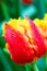 Amazing macro photography of red yellow tulip with rain drops. Blurred green leaves and other colorful tulips in background.