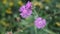 Amazing macro shot of centaurea jacea flowers - perfect for wallpaper