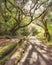 Amazing Madeira levada landscape