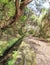 Amazing Madeira levada landscape