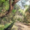 Amazing Madeira levada landscape