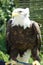 Amazing majestic american bald eagle standing on arm with bokeh background