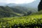 Amazing Malaysia landscape. View of tea plantation in sunset/sunrise time in in Cameron highlands, Malaysia. Nature background wi